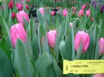 [Jumbo Pink 27 12 05.JPG]